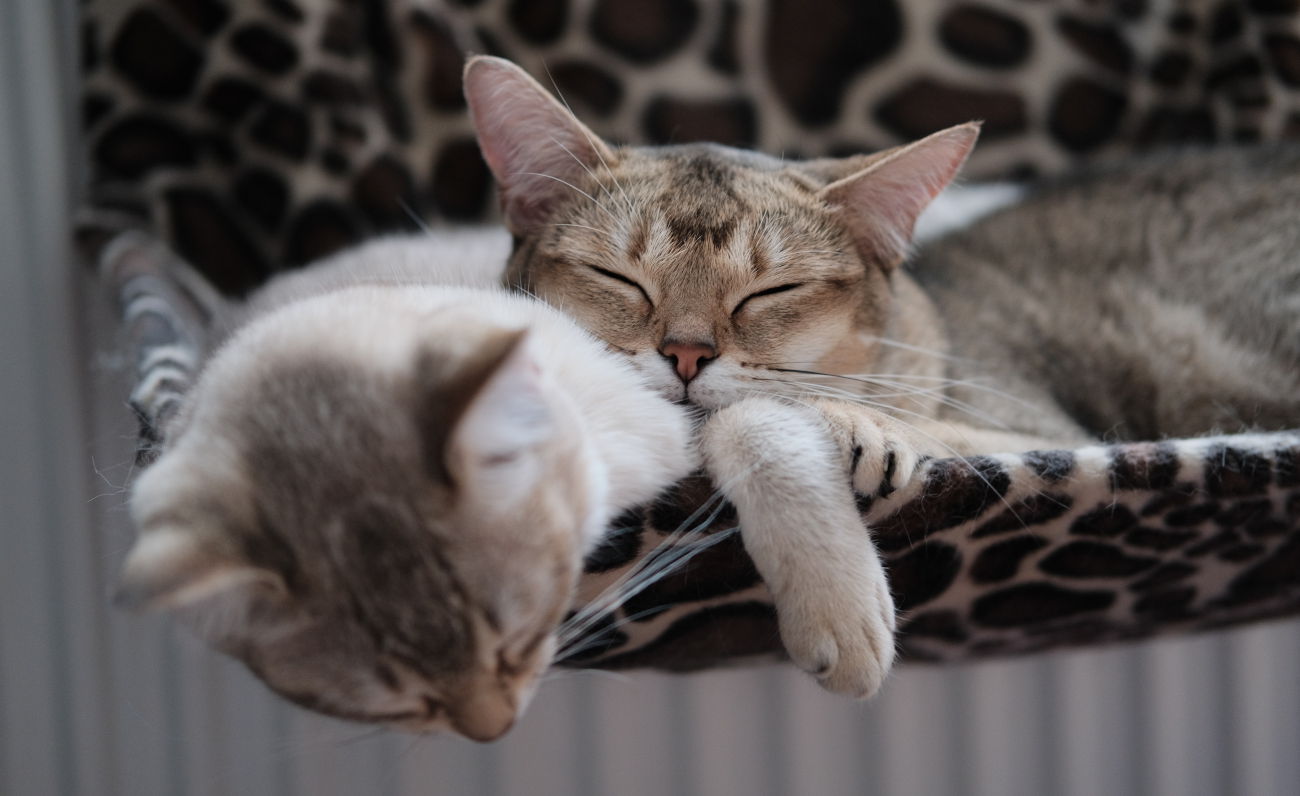 Cat café in Sardegna