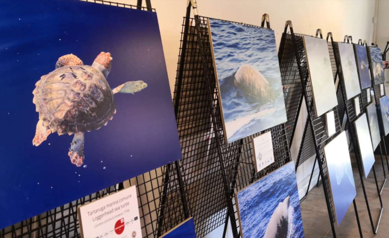 Sea Me Sardinia, alla scoperta dei giganti del mare