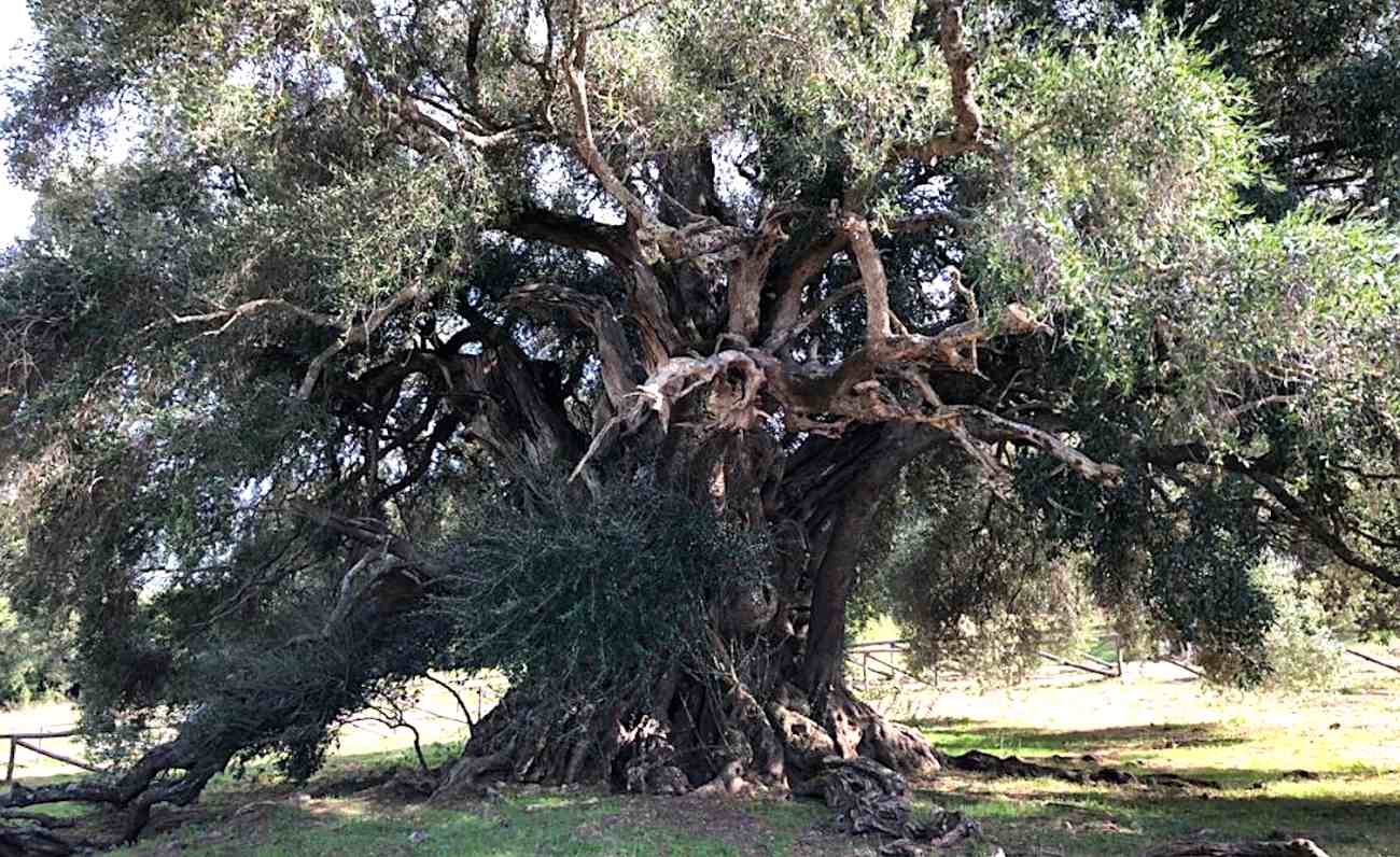 L’archistar Stefano Boeri e l’albero S’Ozzastru