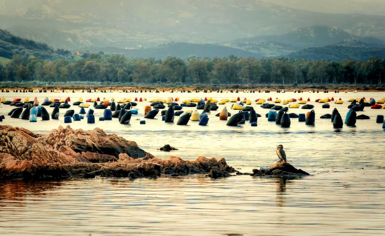 I gusci delle cozze diventano gioielli e cosmetici