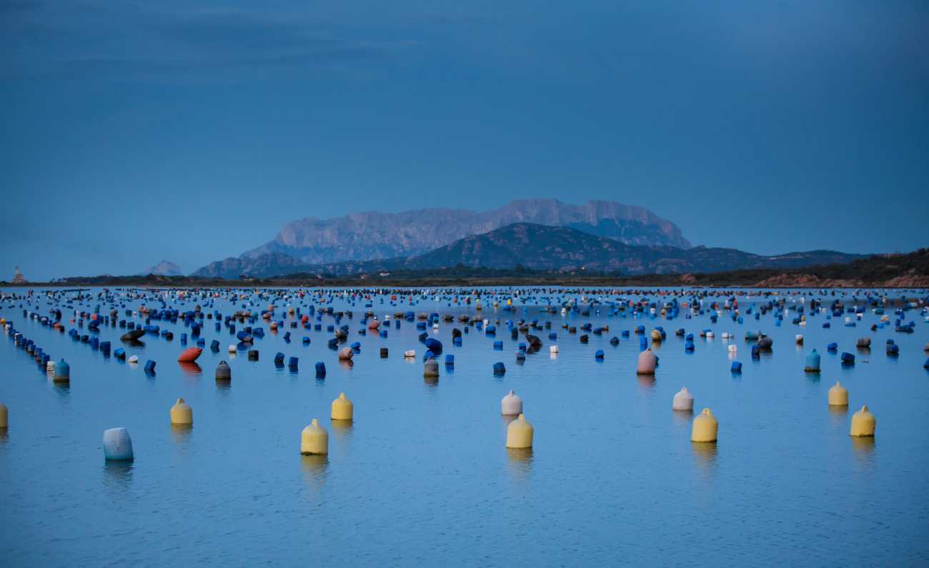 Le cozze di Olbia compiono cent’anni