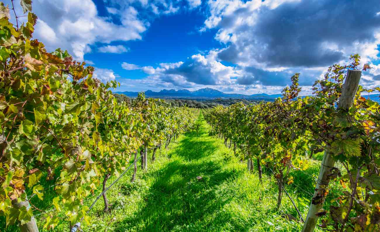 Vermentino, tutta la Gallura in un bicchiere