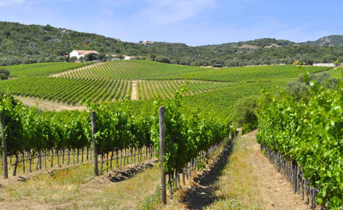 Gambero Rosso, quindici vini sardi conquistano i Tre Bicchieri