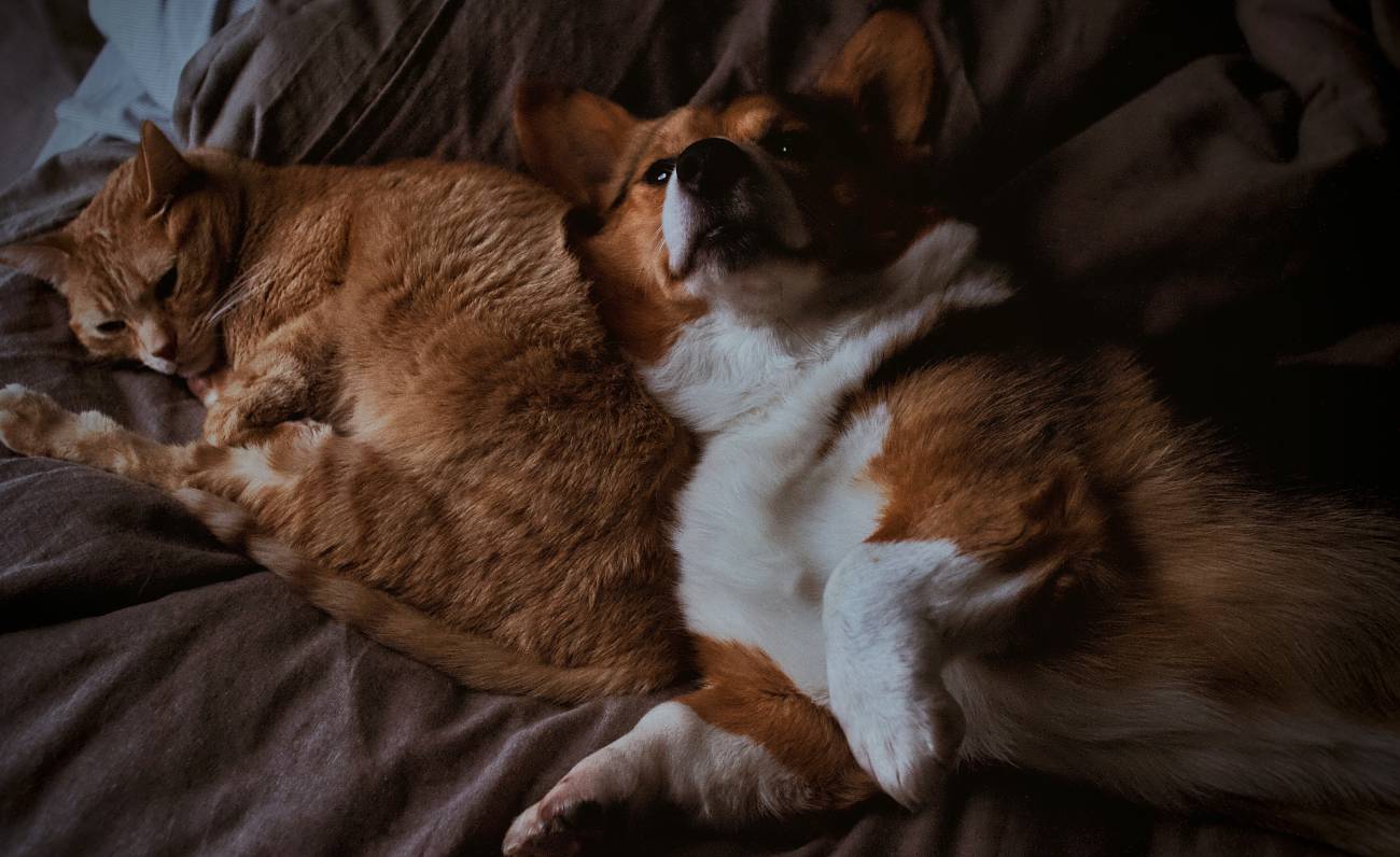 Regalare un cane o un gatto per Natale