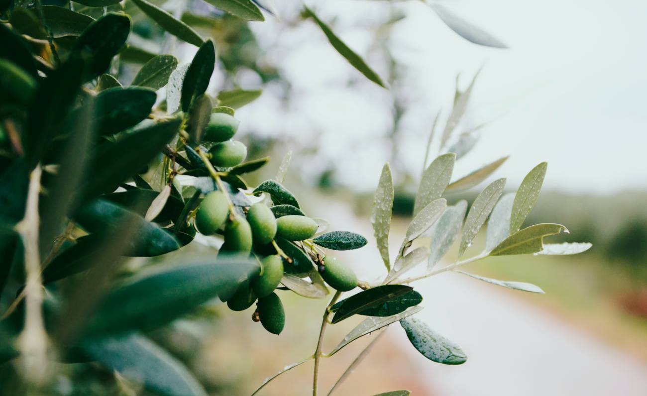 L’olio di Alghero sempre in vetta