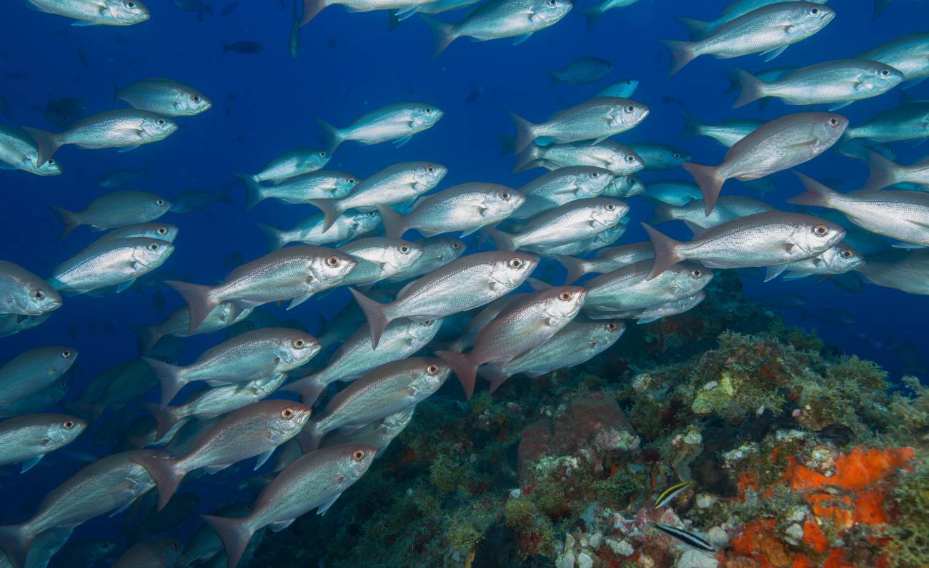 La bottarga sarda e le nuove tecnologie