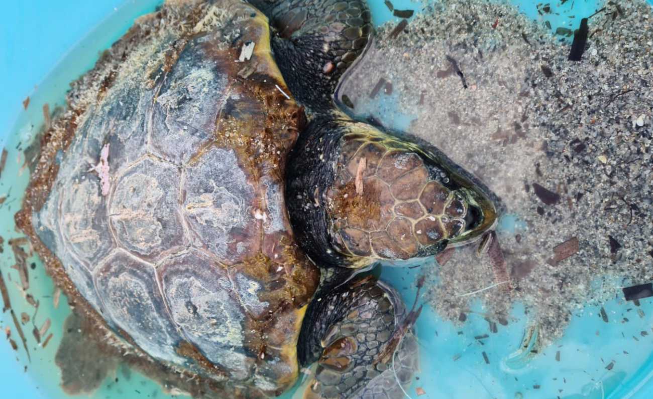 Salvata una tartaruga marina che aveva ingerito una lenza