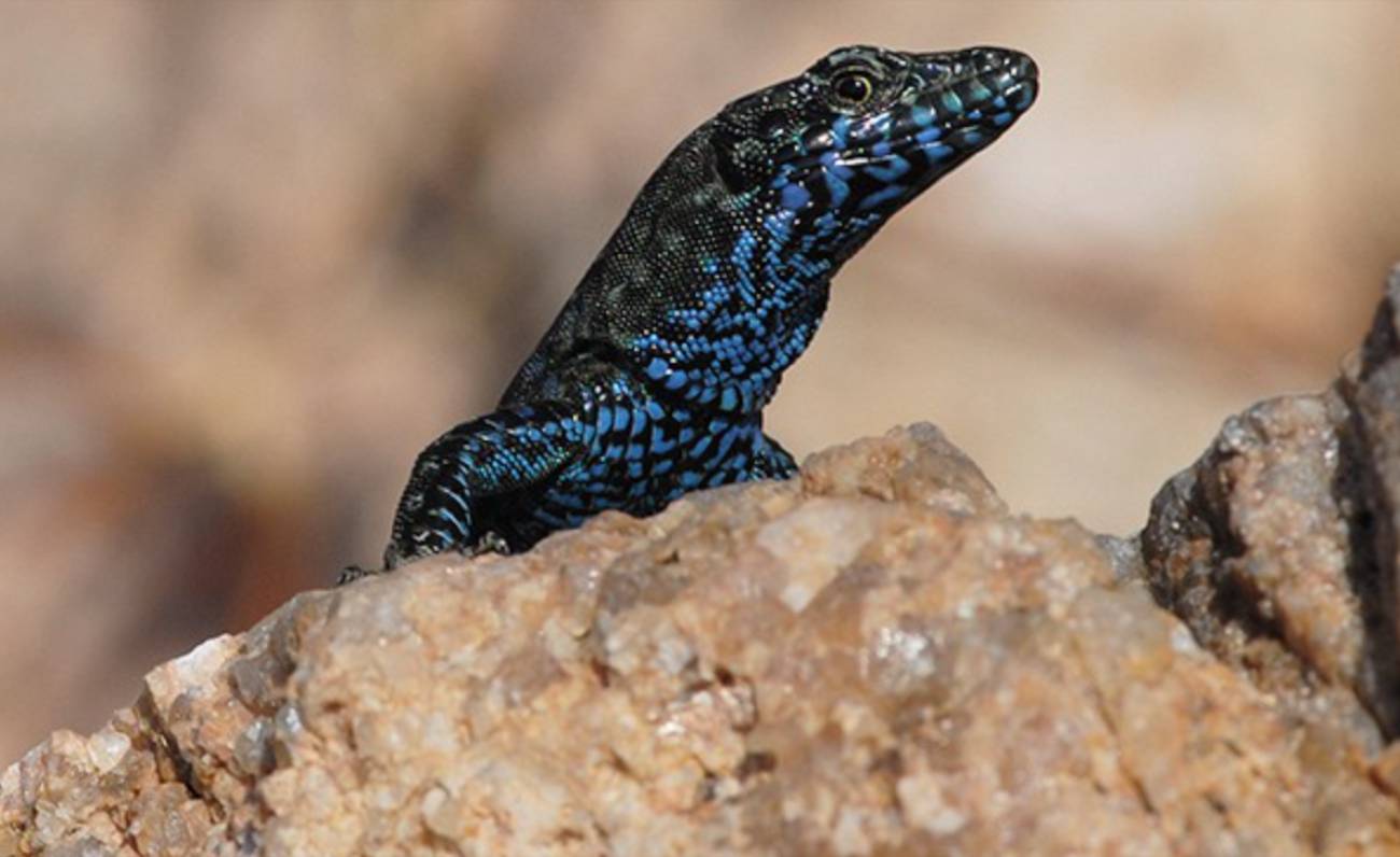 Una specie unica al mondo: ecco la lucertola blu di Molarotto