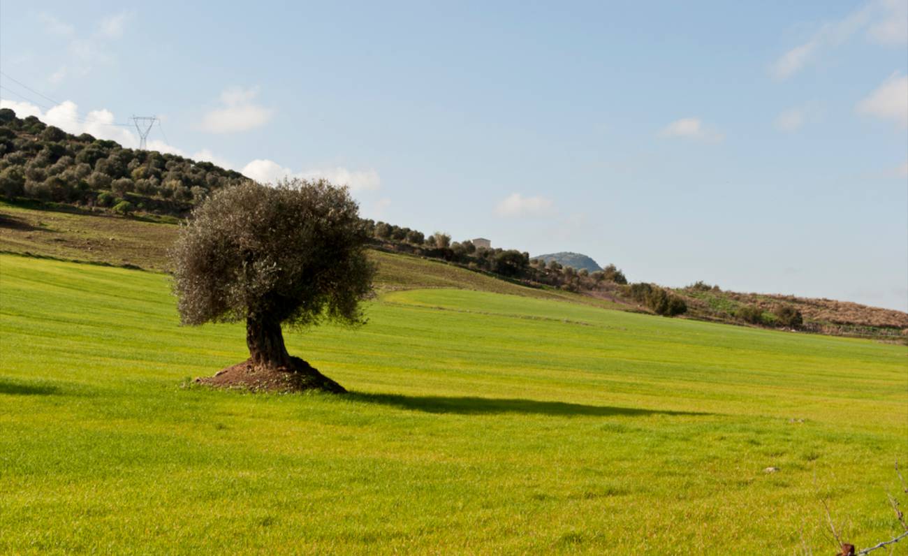 Il biologico in Sardegna: settore in crescita