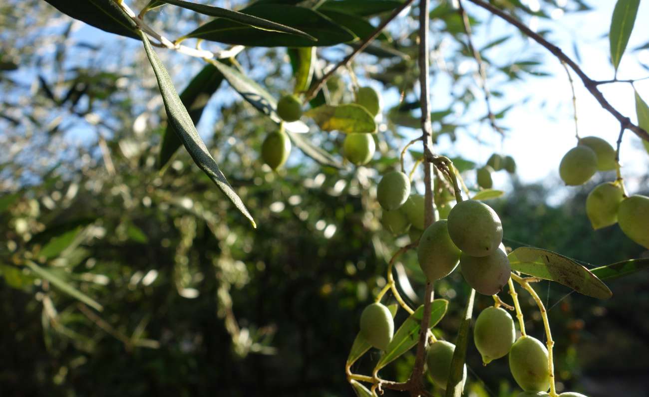 L’olio San Giuliano nella top 100 di Evooleum