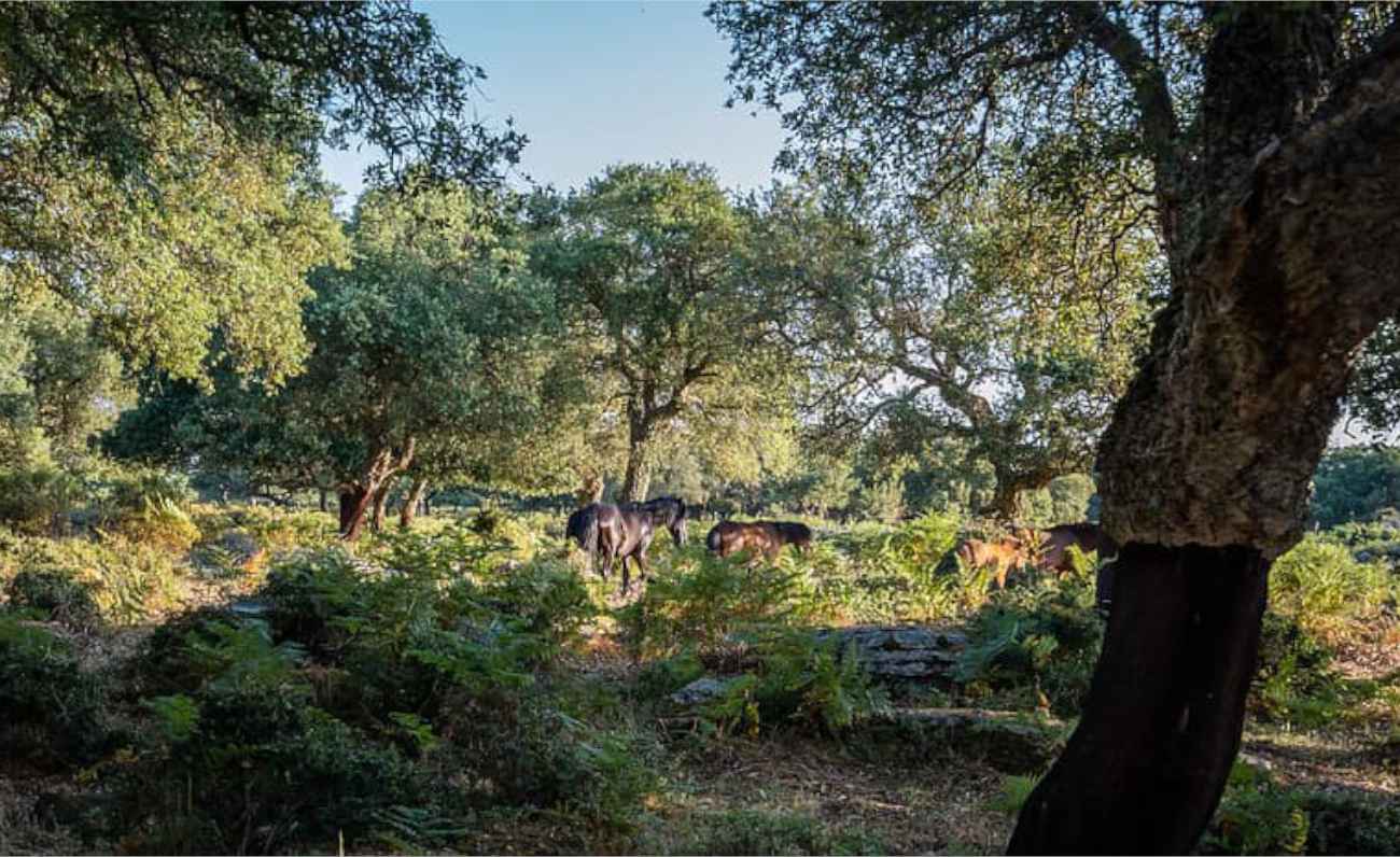 Apre il campo estivo della Giara per i bambini