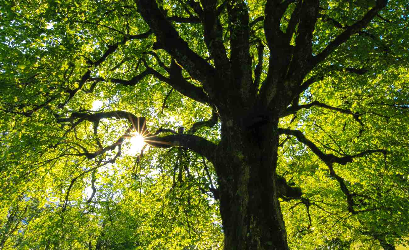 Sii albero, Maria Lai e Stefano Boeri a Ulassai