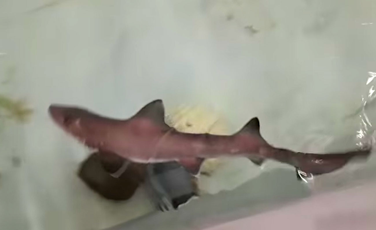 Nell’acquario di Cala Gonone nasce uno squalo: forse è il primo caso di partenogenesi