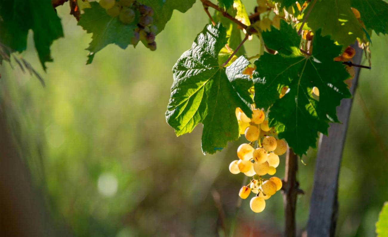 Eventi, a Olbia torna Benvenuto Vermentino