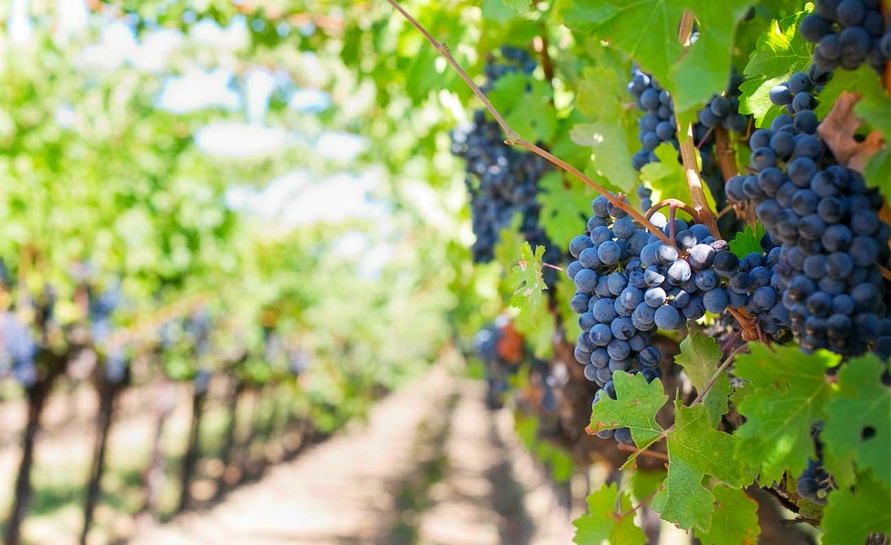 Il turismo fa bene alla frutta e alla verdura