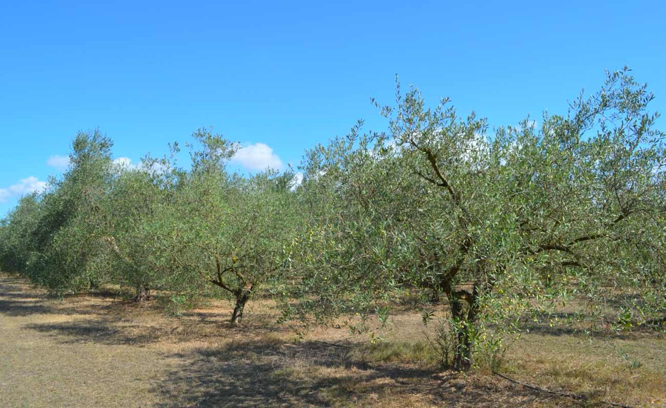 L’Olio d’oliva come potente rimedio contro i batteri alimentari