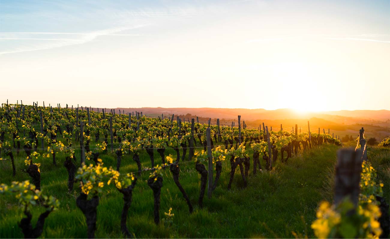 Vernaccia di Oristano, 50 anni di sapori