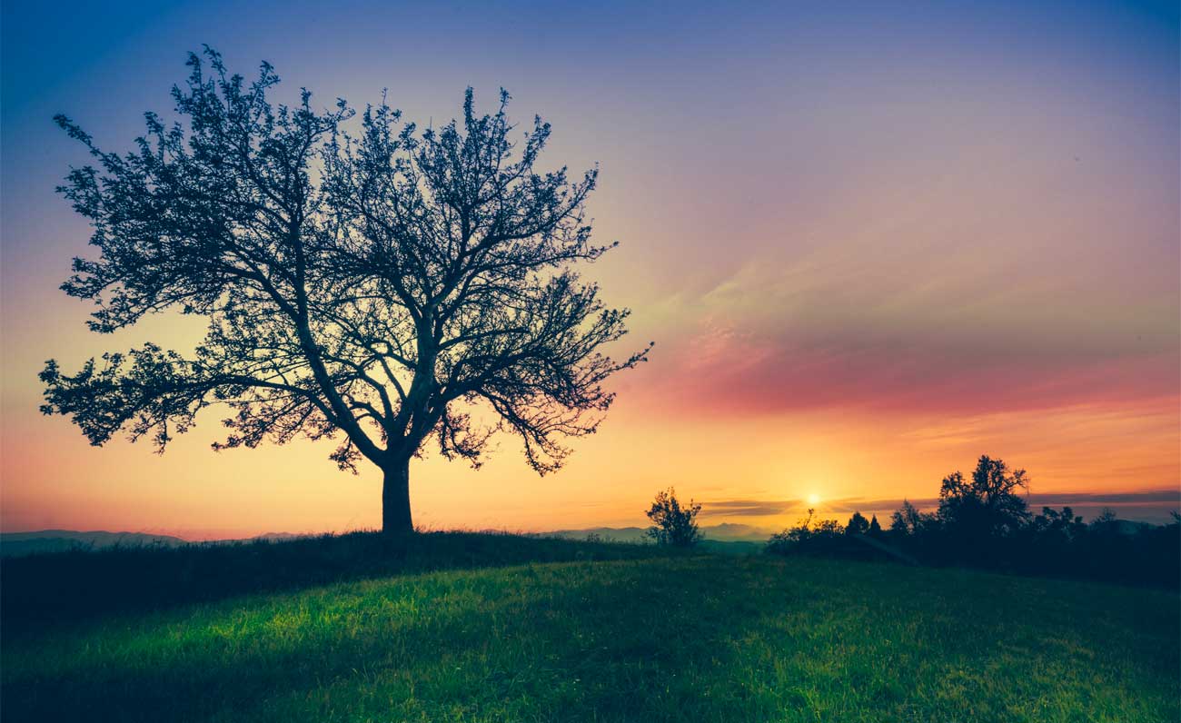 Regali di Natale, i consigli di Legambiente e di Treedom