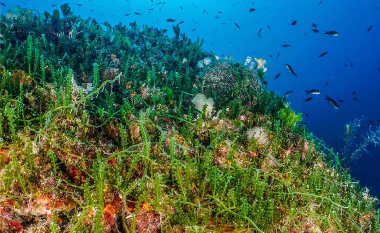 “Cool the Sea!”, in mostra a Olbia gli effetti dei cambiamenti climatici sul mare