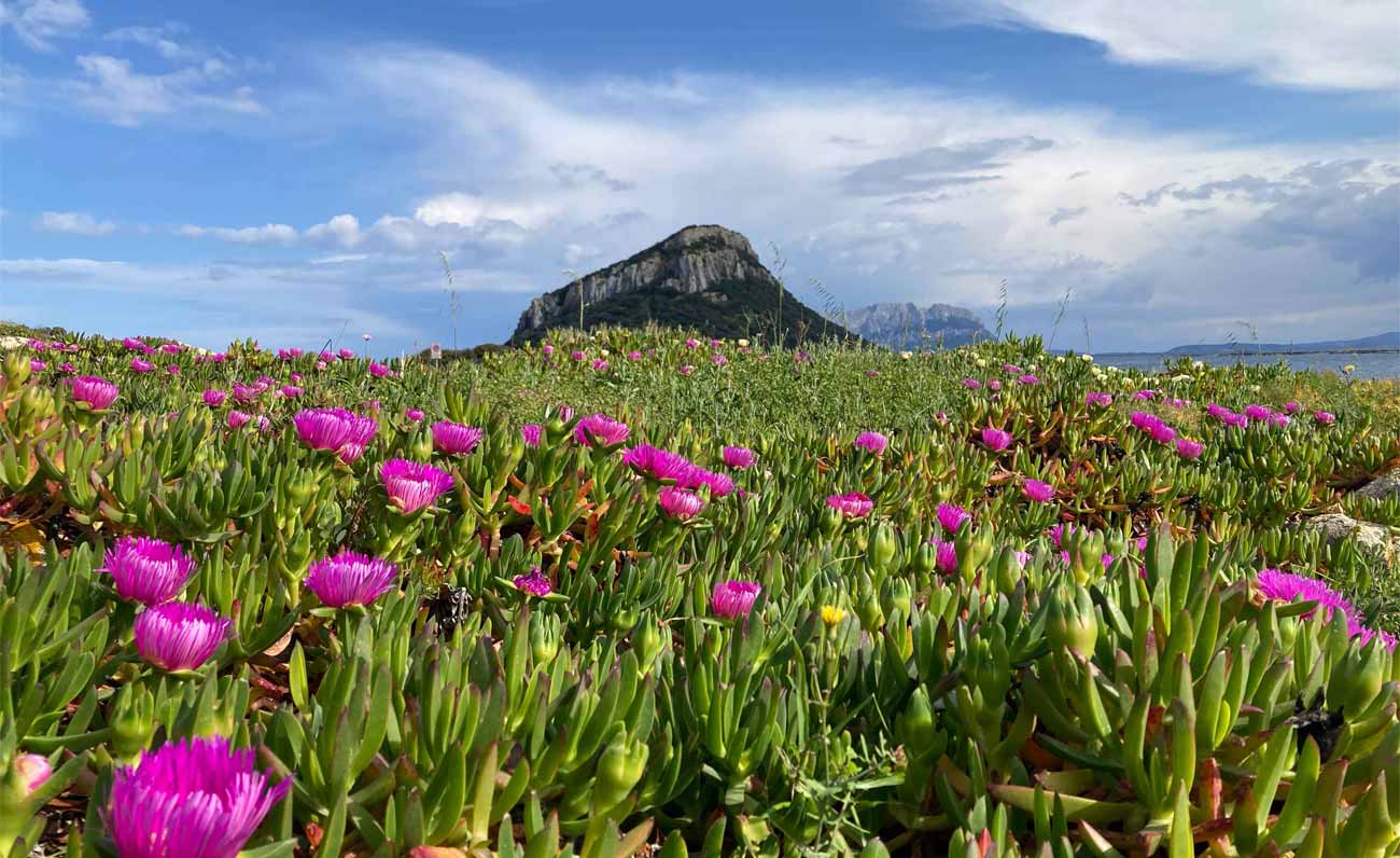 Un campus di biologia marina a Golfo Aranci: aperte le candidature