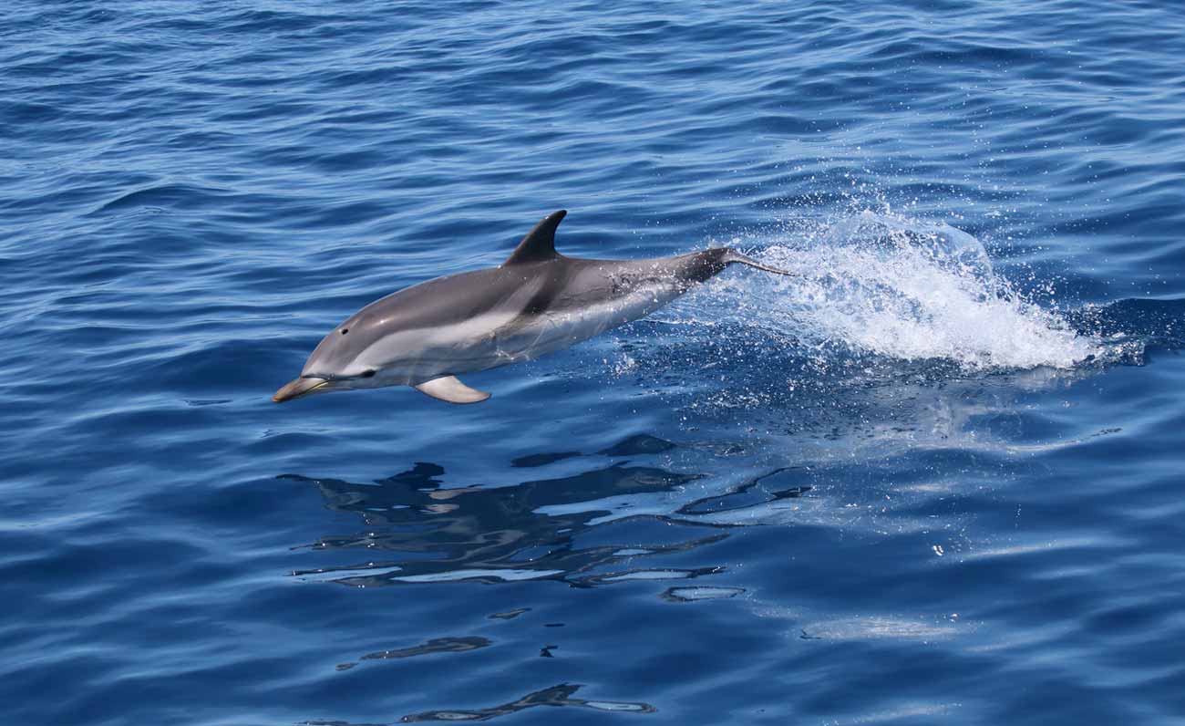 Delfini e balenottere in via d’estinzione avvistati nell’Amp Tavolara