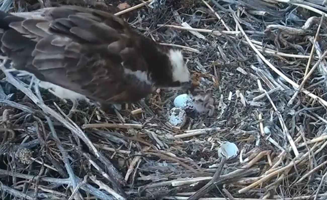 Nasce un falco nel nido di Capo Caccia