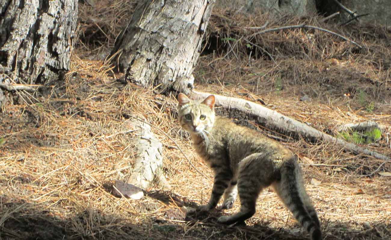 Il gatto selvatico sardo, una specie unica