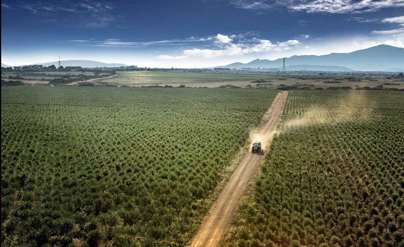 Olio San Giuliano e Riso Passiu apprezzati in tutto il mondo