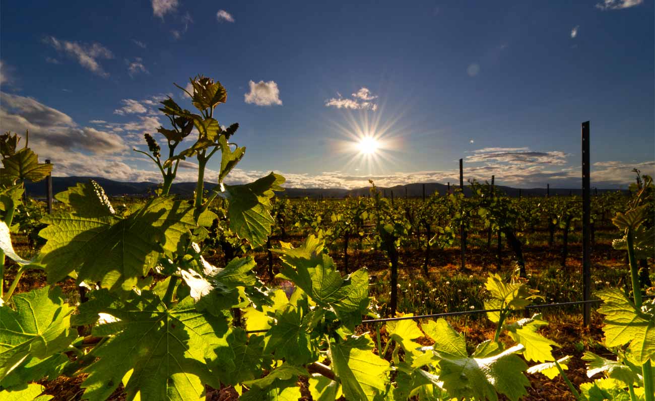 A spasso tra i vigneti, Arzachena celebra la vendemmia