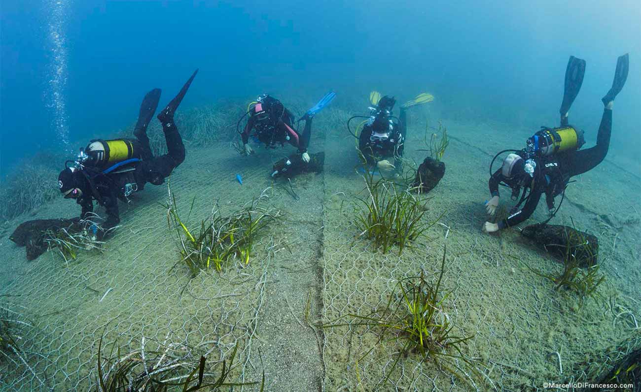 One Ocean Foundation lancia un nuovo progetto di riforestazione della Posidonia