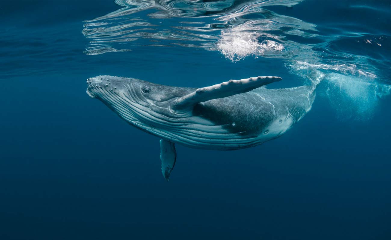 Ancora poche aziende hanno a cuore la tutela del mare