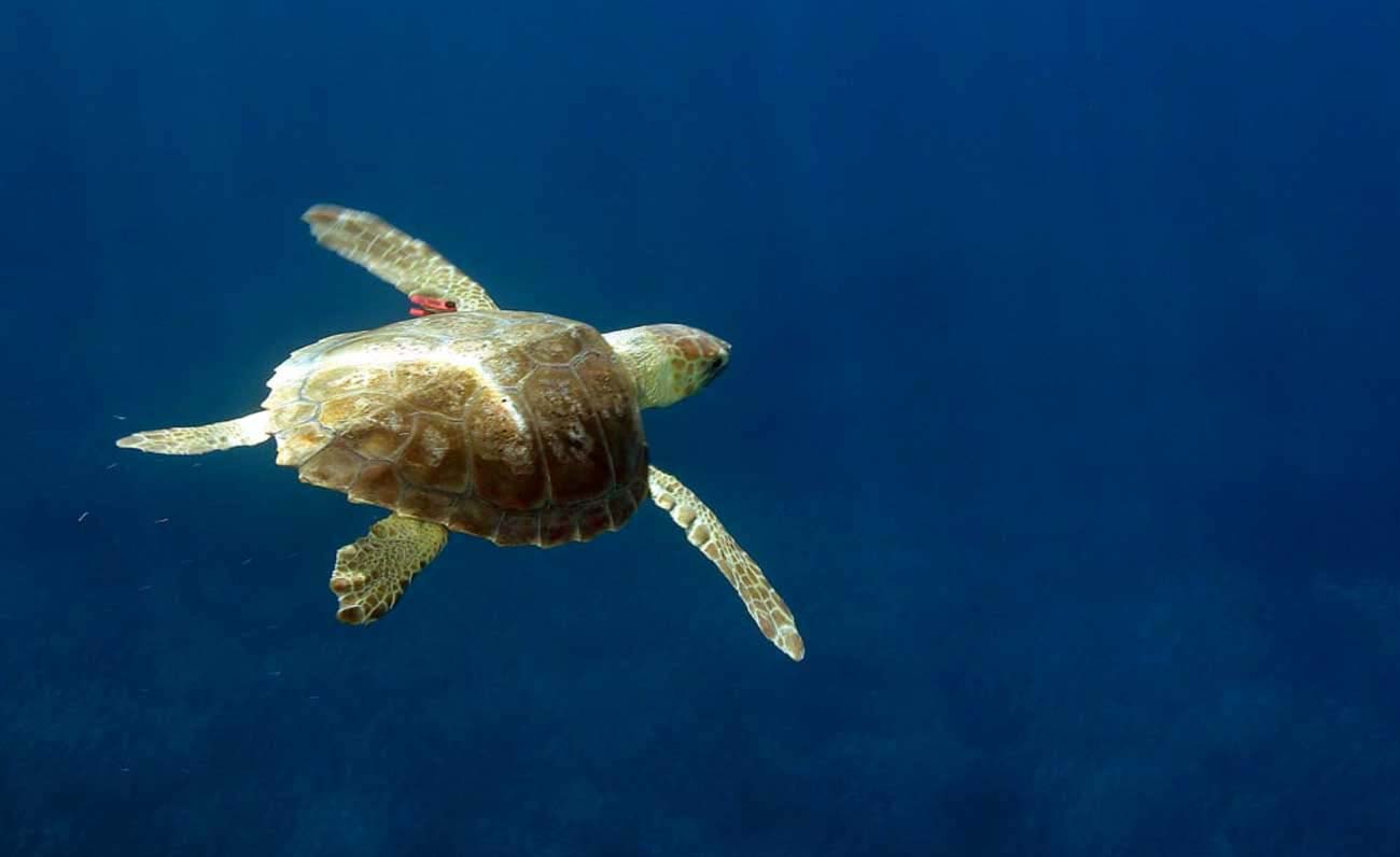 Nati i piccoli di Caretta caretta nell’Area Marina Protetta di Tavolara