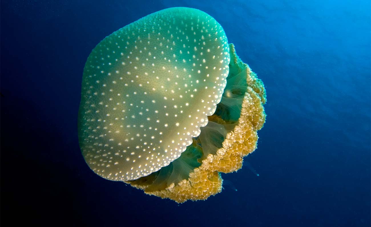 Non solo granchi blu: avvistate anche le meduse a pois