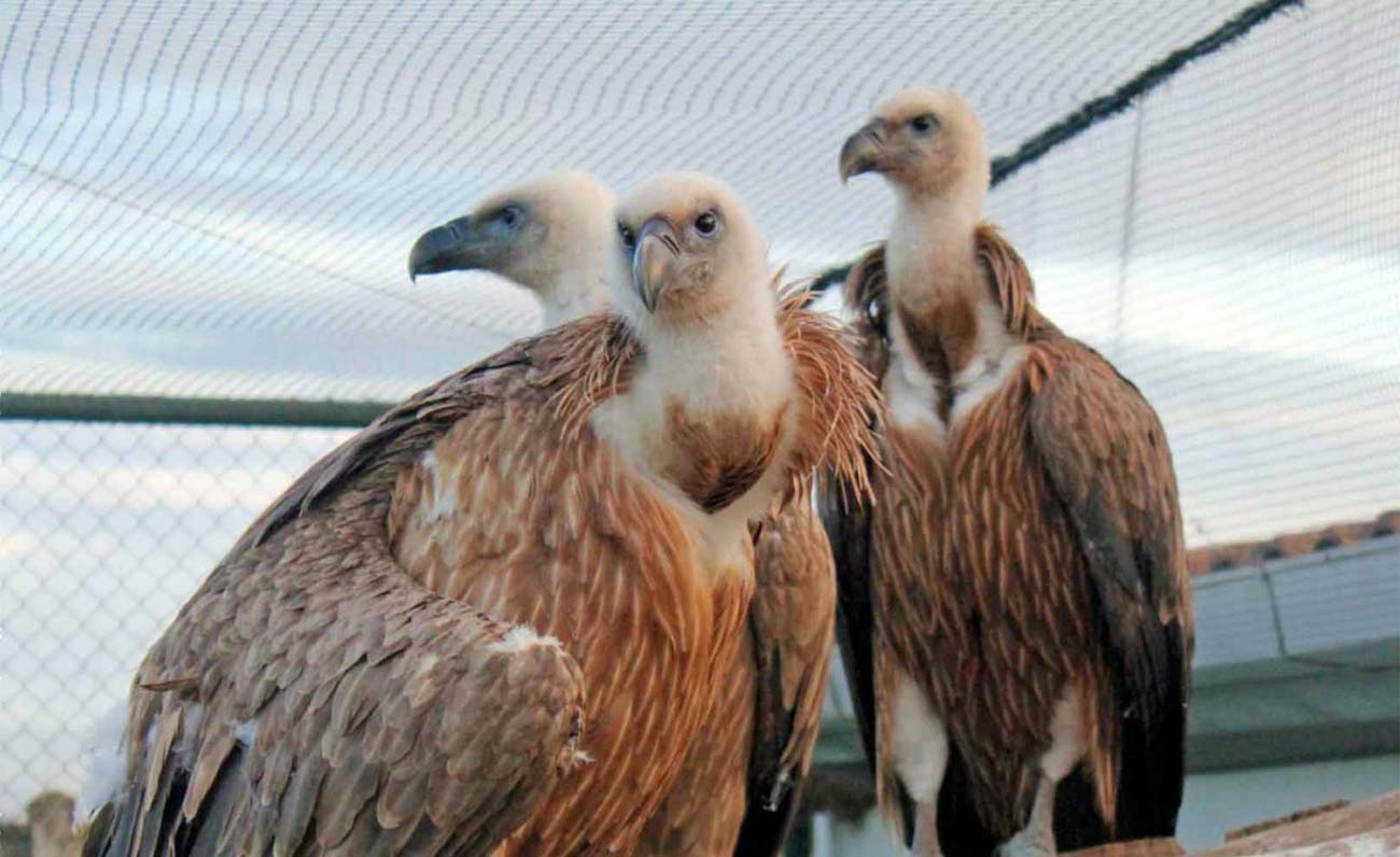 A Cagliari una mostra e un incontro sui Grifoni in Sardegna